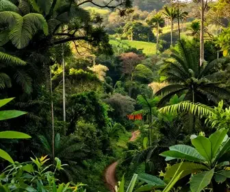 Descubra a Beleza Natural da Mata do Engenho Salgadinho em Jaboatão dos Guararapes
