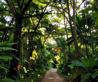 Descubra a Mata de Mussaíba: Um Paraíso Natural em Jaboatão dos Guararapes