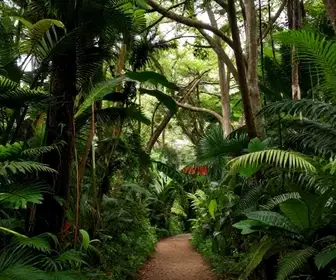Descubra o Bosque do Pau-Brasil em Jaboatão dos Guararapes
