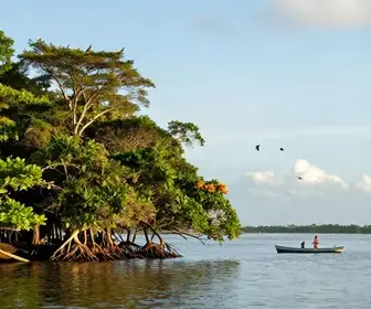 Descubra os Manguezais de Barra de Jangada em Jaboatão dos Guararapes