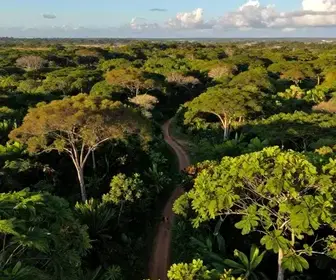 Mata de Jangadinha: Um Refúgio Natural em Jaboatão dos Guararapes